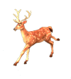 梅花鹿